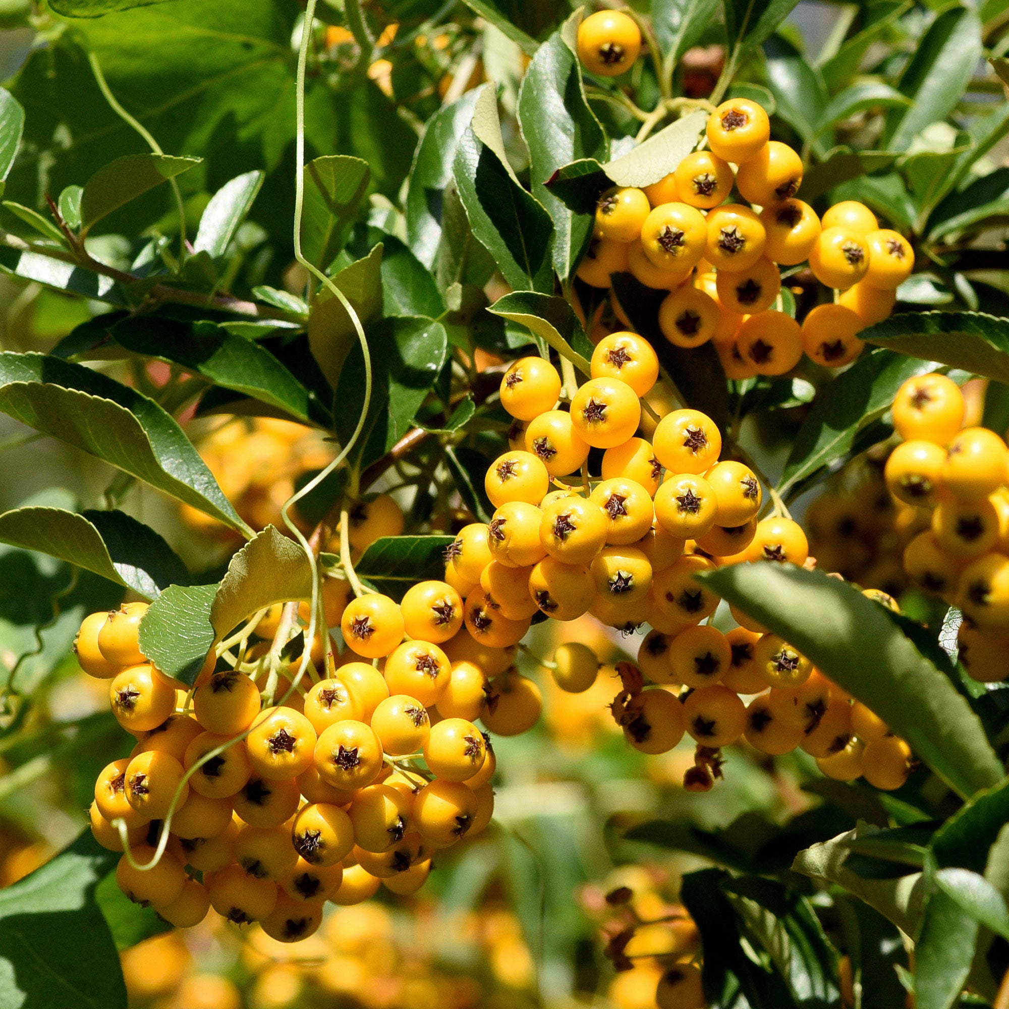 Bakker Pyracantha jaune arbuste 3 pots 9cm baies dorées