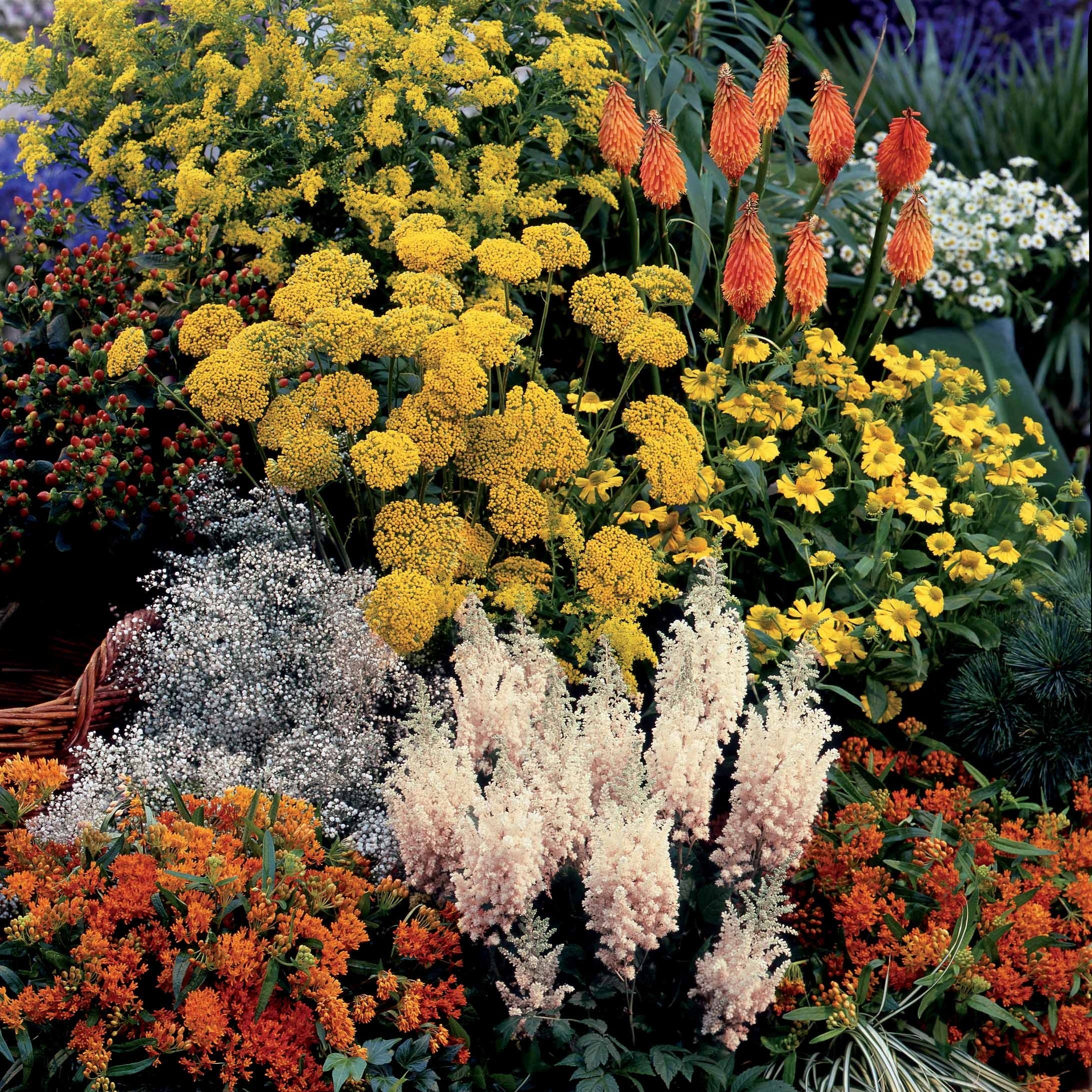 Bakker Collection fantaisie 14 plantes vivaces racines nues 2 m²