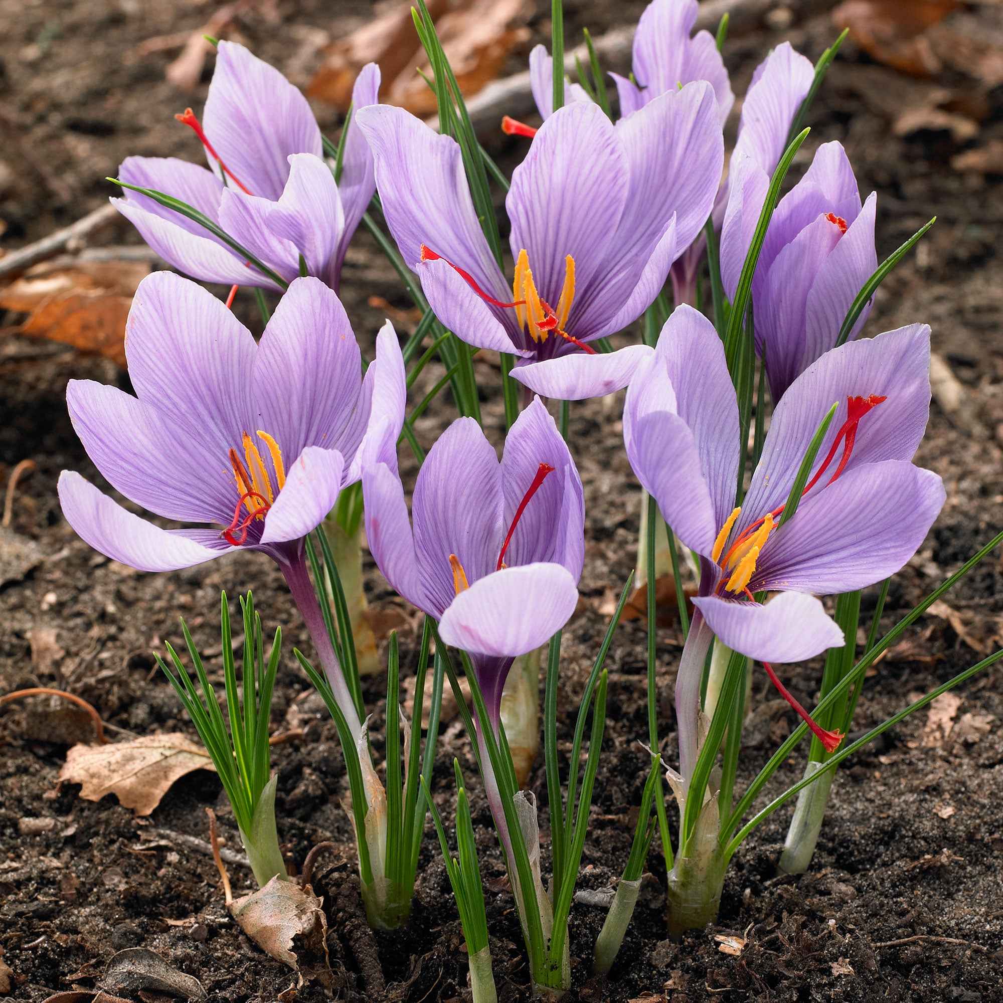 Bakker Crocus safran 10 bulbes violet automne
