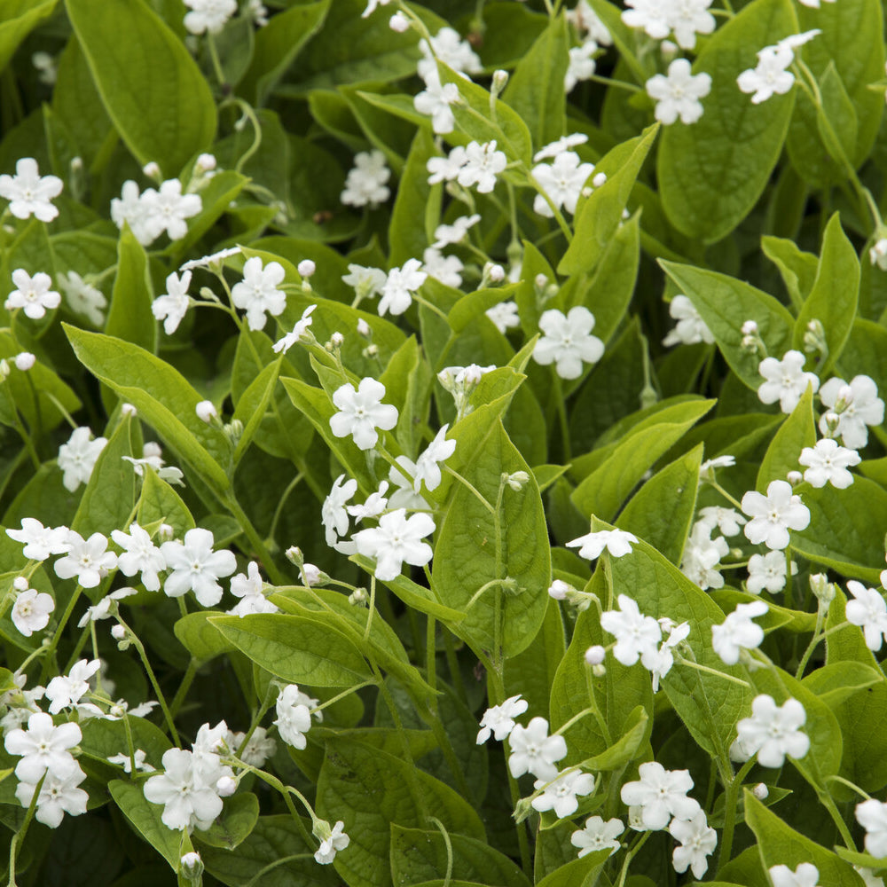 Bakker Petite bourrache Alba plante vivace pot 9cm fleurs blanches