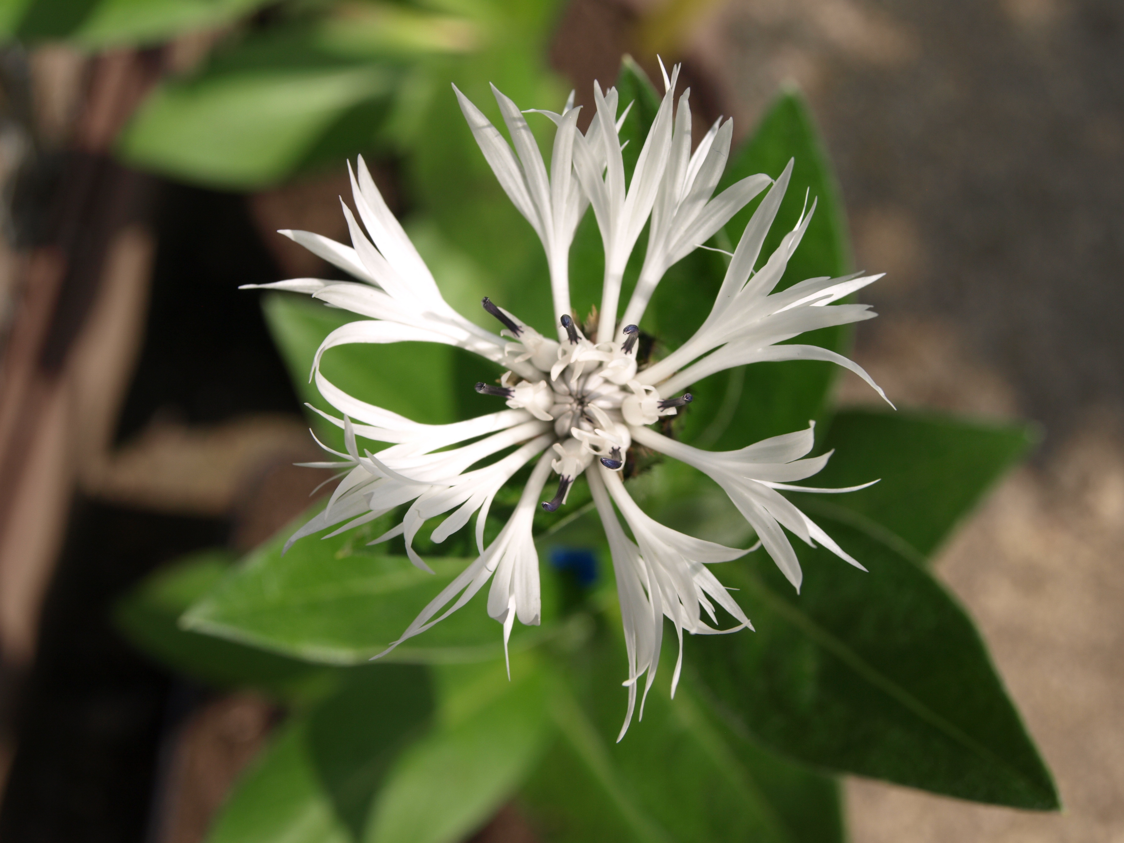 Passion Vivaces Centaurea montana Alba plante vivace godet blanc