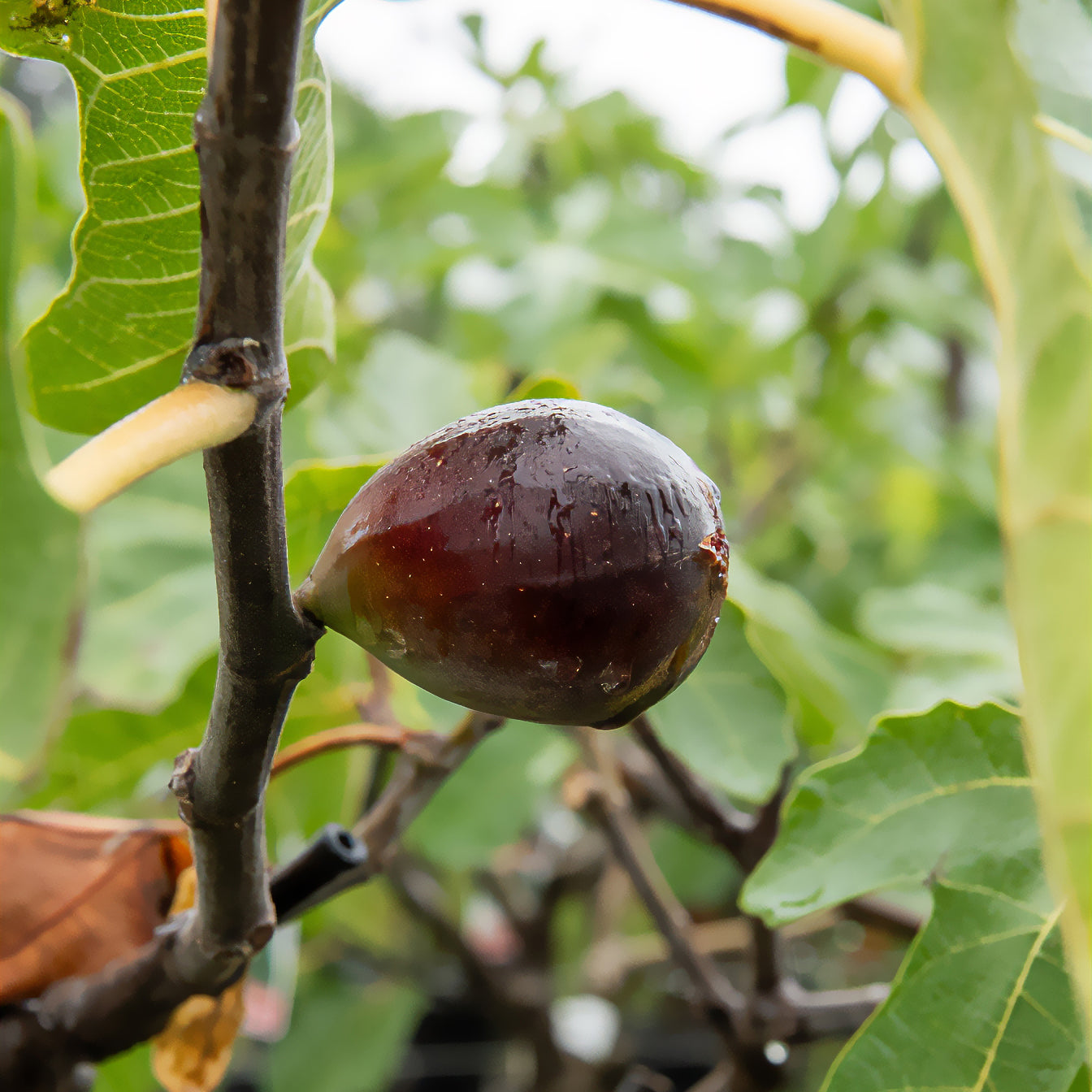 Bakker Figuier Noire de Caromb fruitier pot 3L bifère
