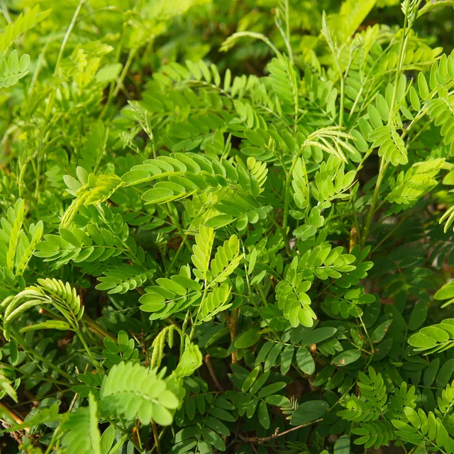 Bakker Févier Elegantissima arbre pot 5L 150-175cm