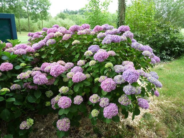 Les Hortensias du Haut Bois Kluis Superba hortensia fleurs rondes godet