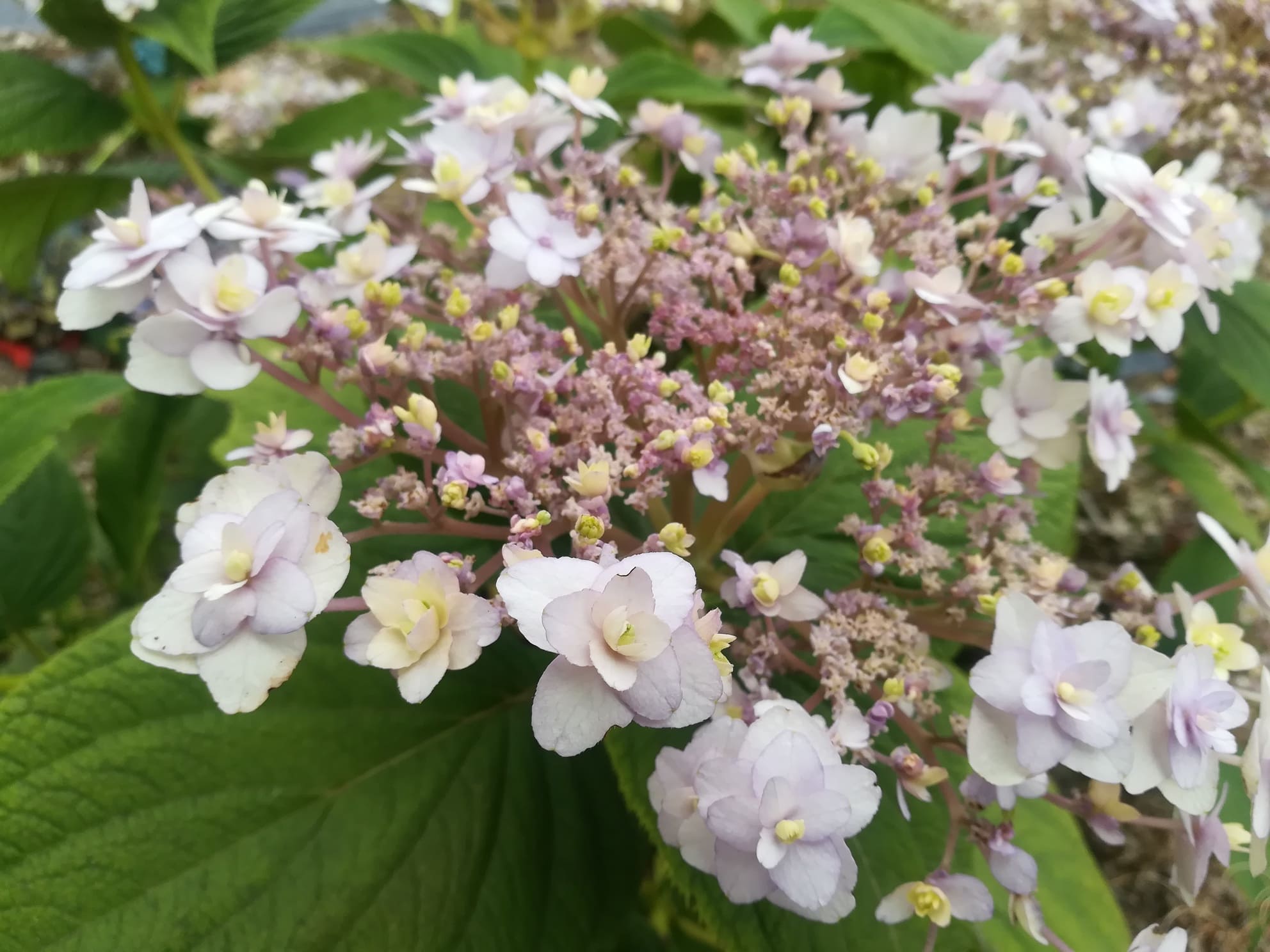 Les Hortensias du Haut Bois Tokado-yama hortensia macrophylla godet