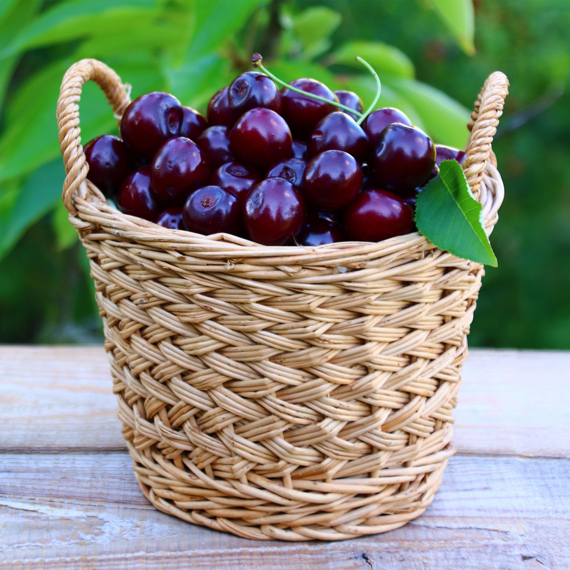 Bakker Cerisier Bigarreau Noire fruitier pot 5L cerise noire