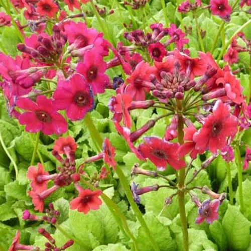 Bakker Primevère du Japon Millers Crimson vivace pot 9cm fuchsia