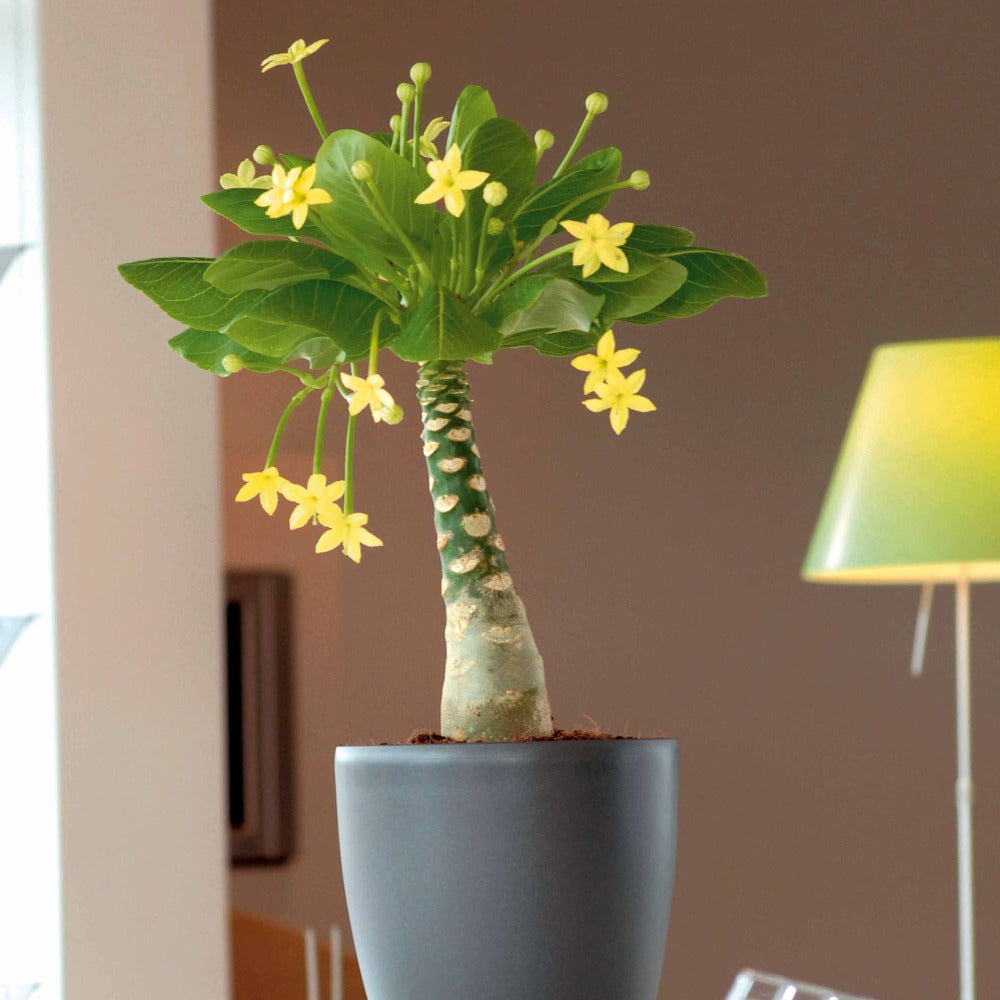 Bakker Palmier Hawaïen Brighamia pot 12cm 20cm fleurs jaunes