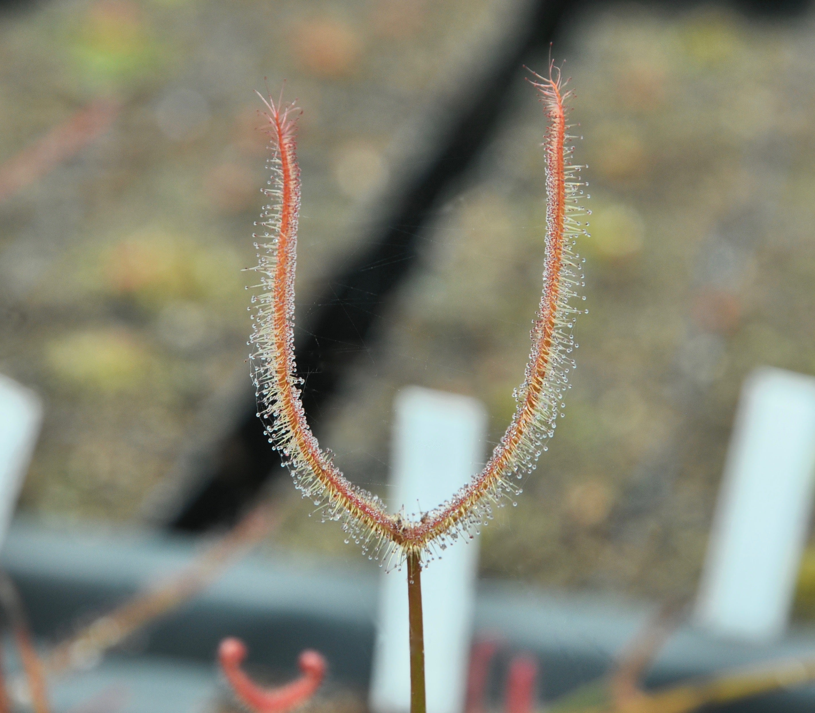 Carniflore Drosera binata cuivré plante carnivore pot 9 cm
