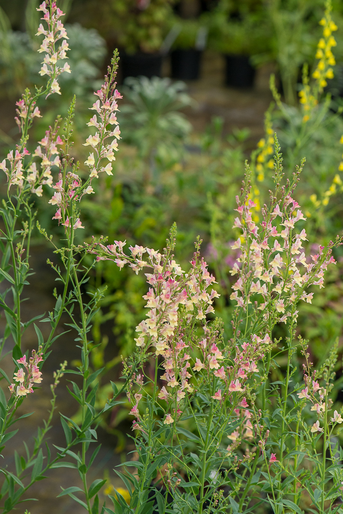 Passion Vivaces Linaria purpurea Peachy linaire pêche pot 1L