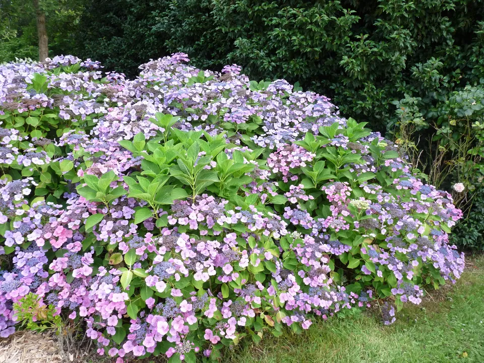 Les Hortensias du Haut Bois Sunset hortensia dentelle godet