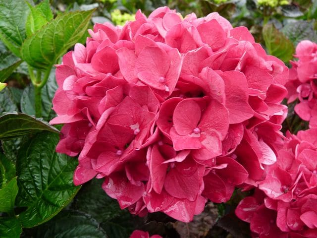 Les Hortensias du Haut Bois Merveille Sanguinea hortensia boule godet