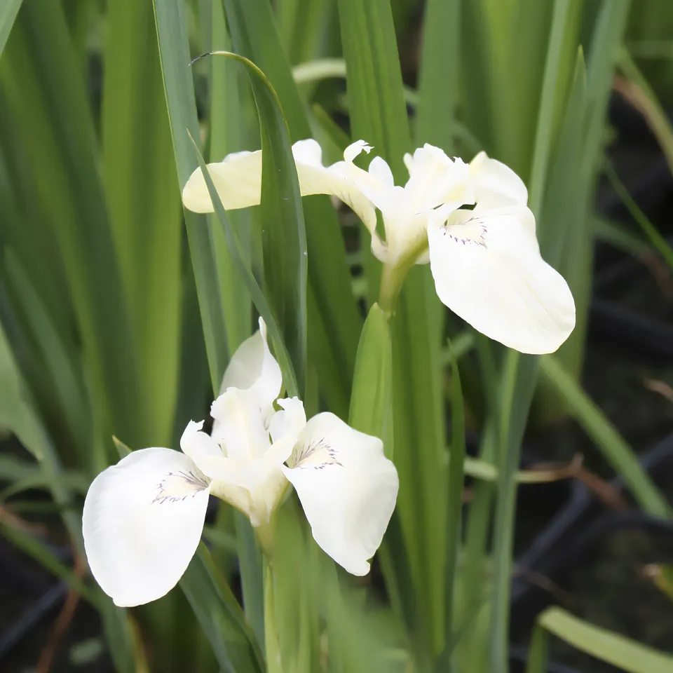 Bakker Bassin Iris des marais plante aquatique pot 9cm blanc