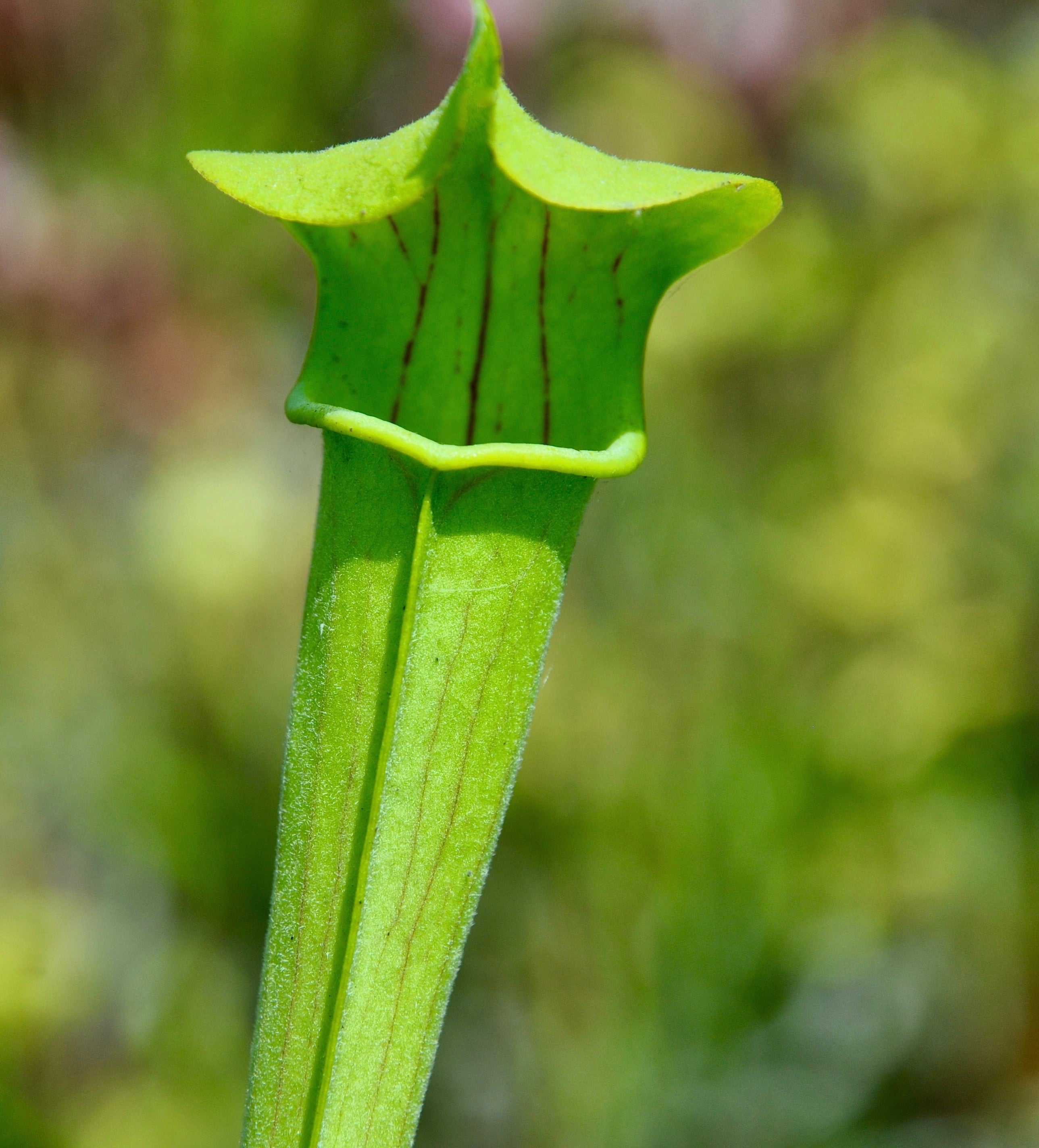 Carniflore Sarracenia alata pubescent plante trompette pot 11 cm