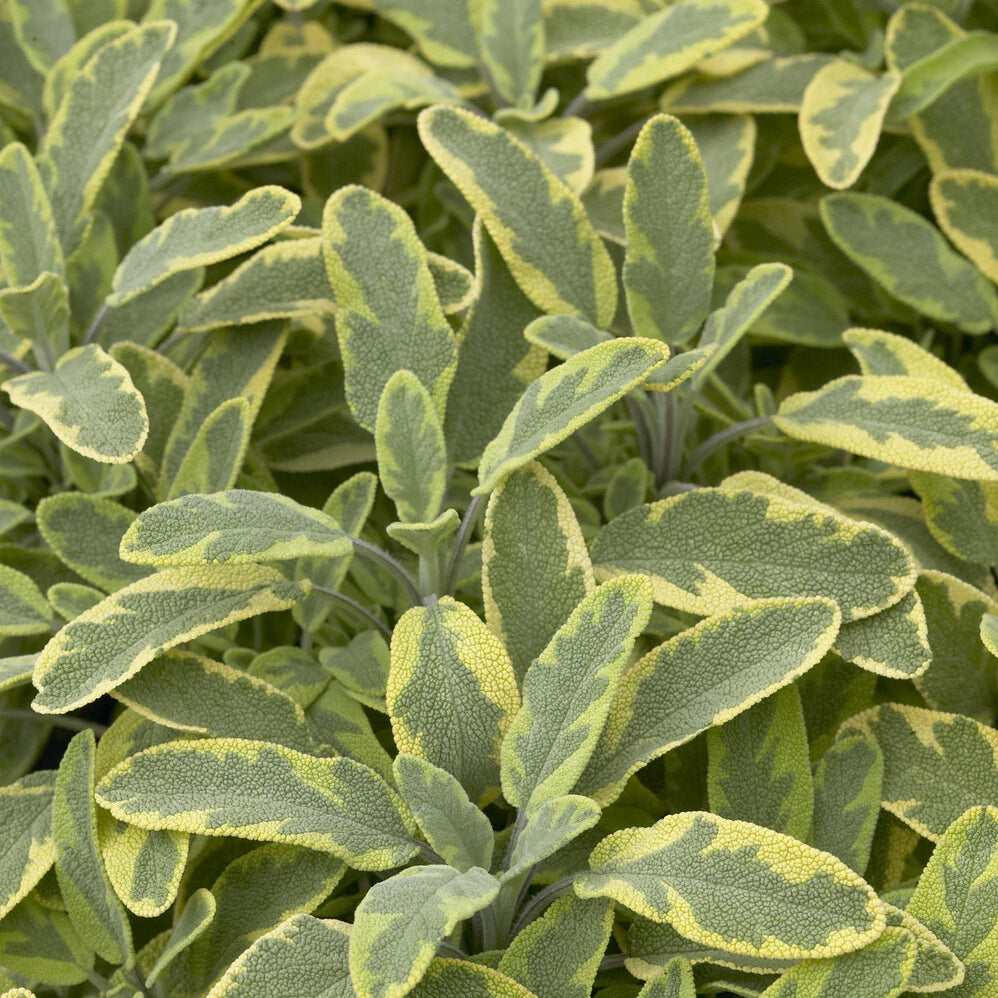 Bakker Sauge officinale Aurea aromatique pot 9cm doré