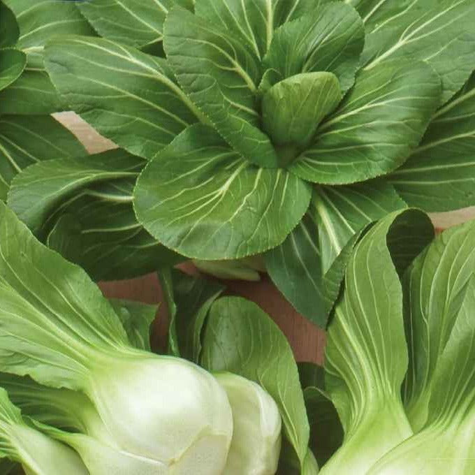 Bakker Pak-choi Green Fortune F1 graines sachet 100 vert rapide