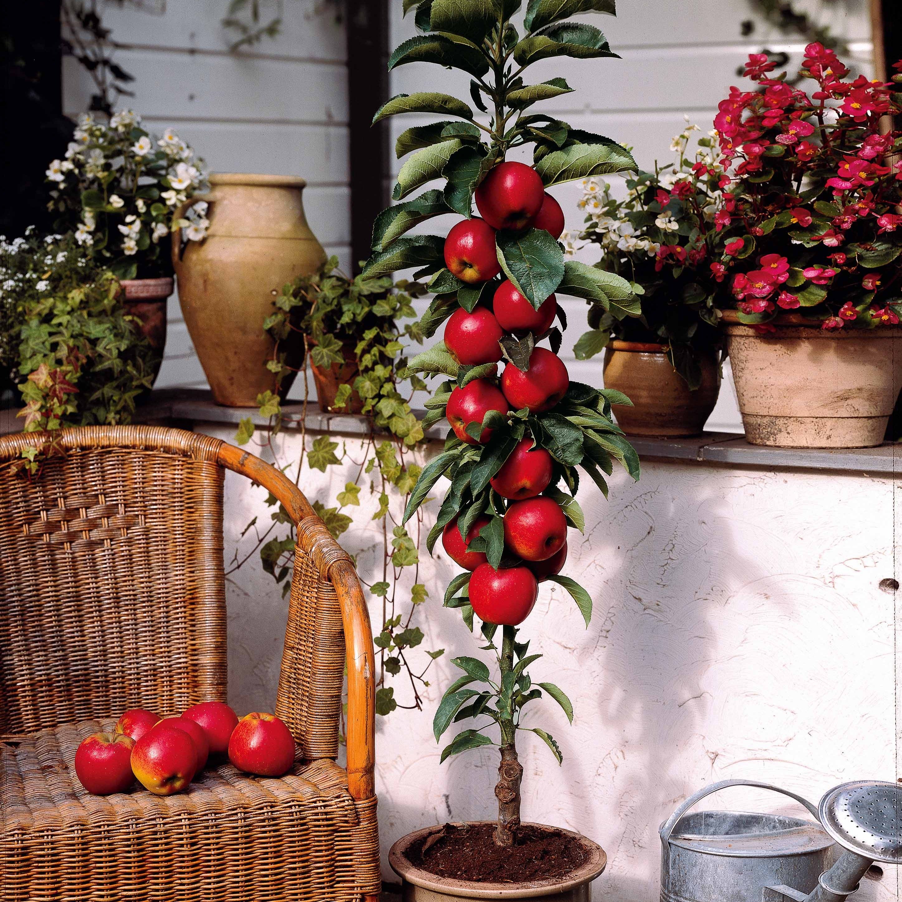 Bakker Mini Pommier Red Spur Delicious fruitier pot 1,5L pommes rouges