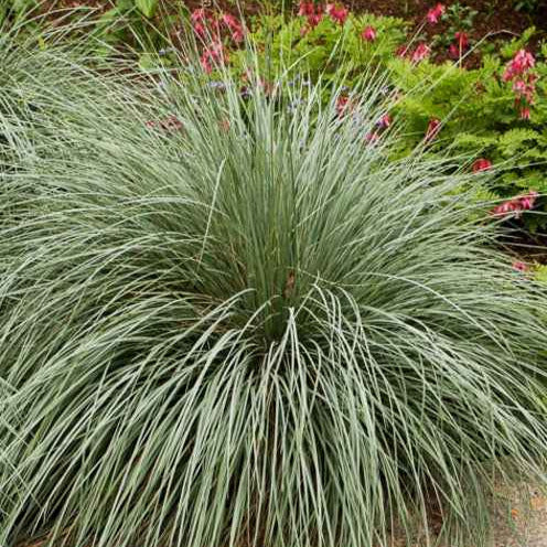 Bakker Avoine vivace plante extérieur 2 pots 9cm bleu