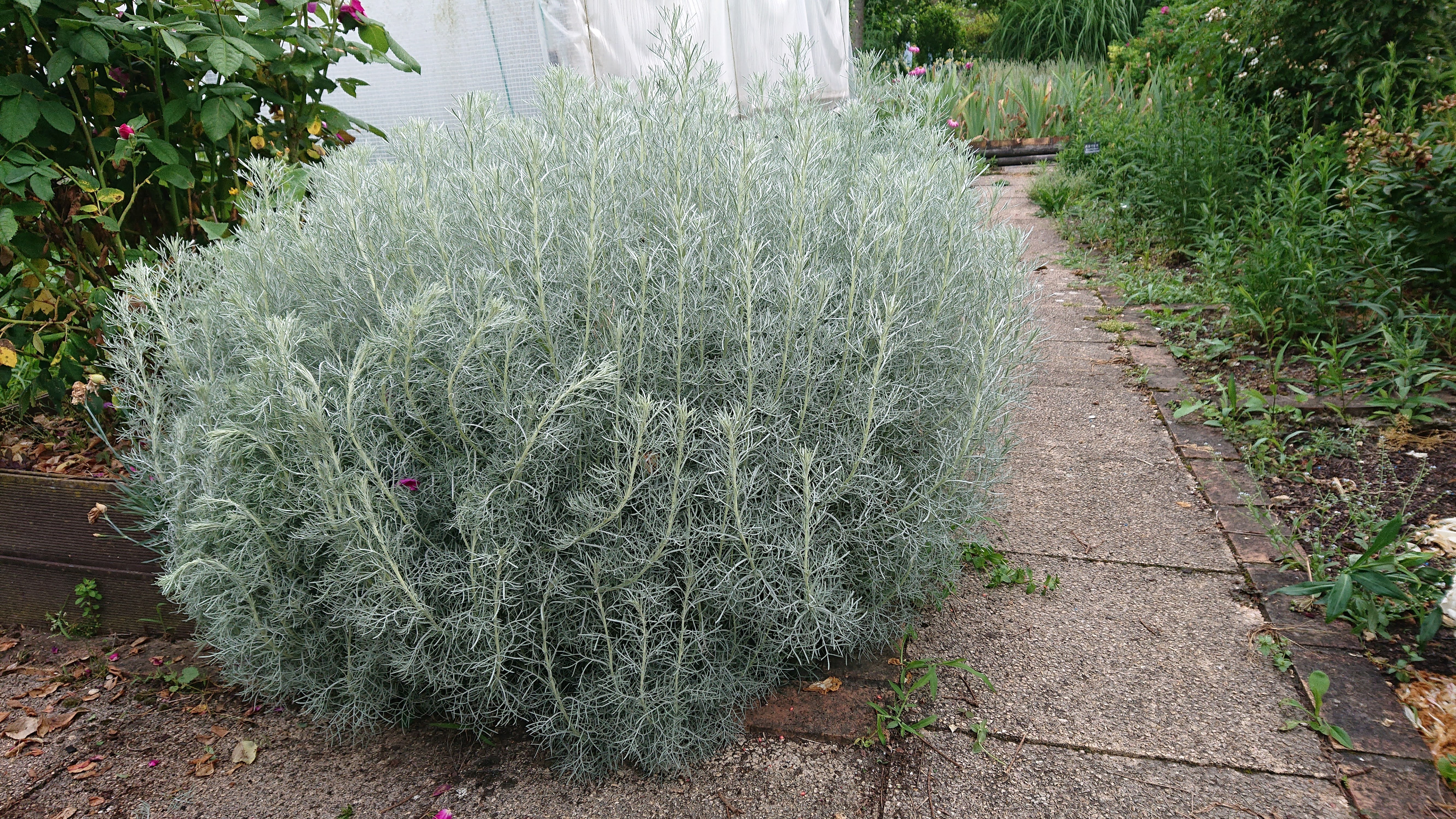 Passion Vivaces Artemisia abrotanum 'Argentea' armoise godet