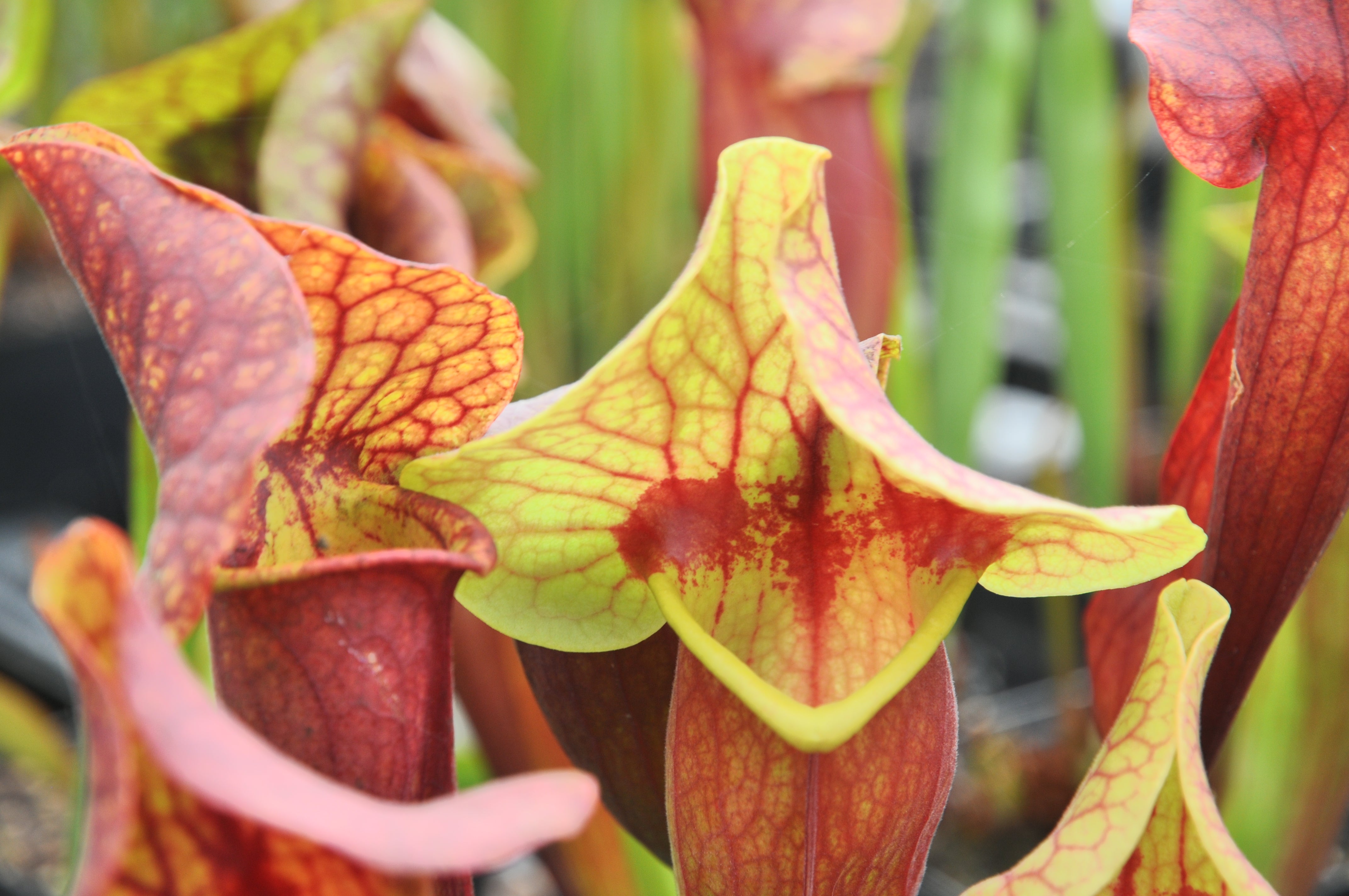 Carniflore Sarracenia x exornata red throat plante carnivore 1 point