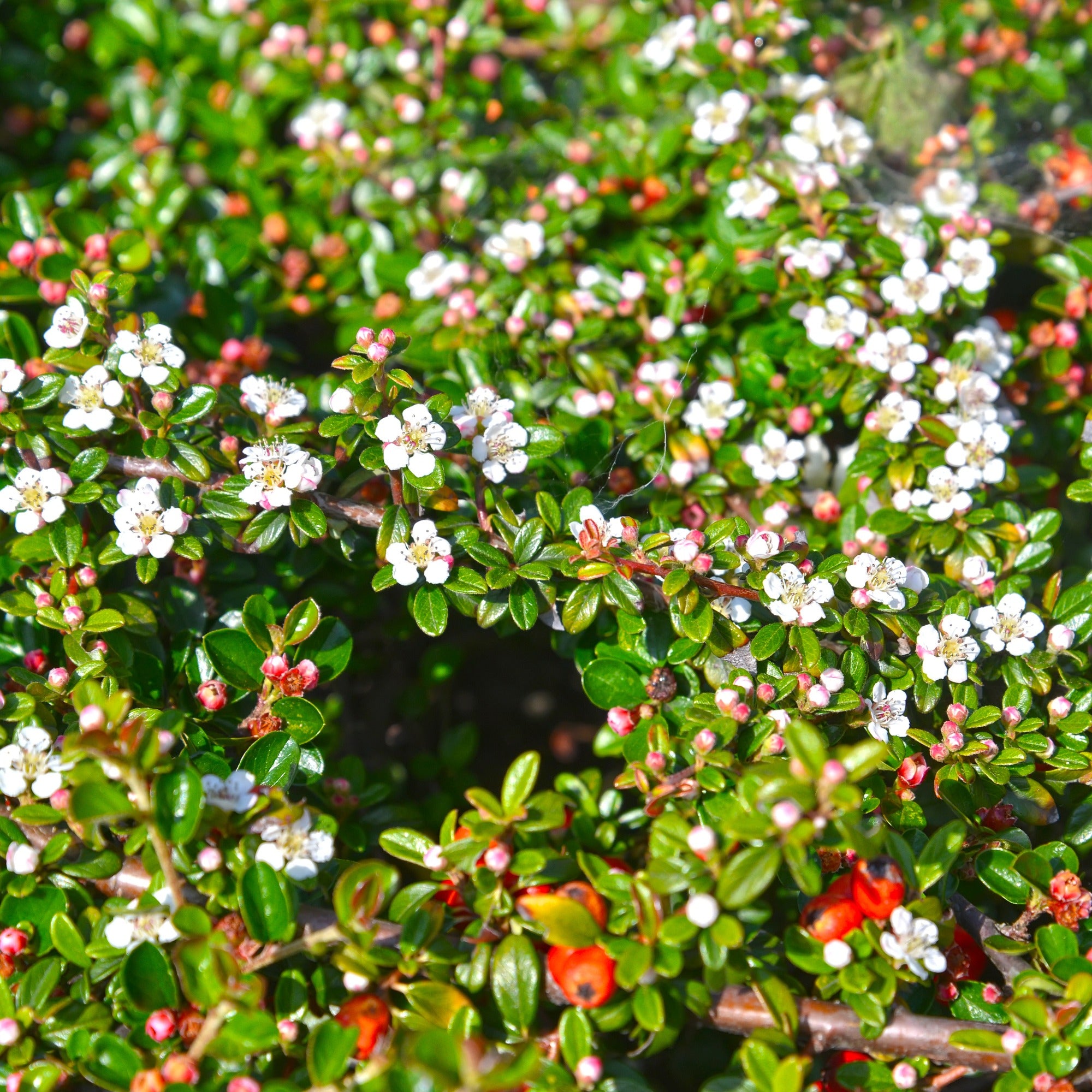 Bakker Cotonéaster de Dammer arbuste pot 1.5L 30-40cm vert