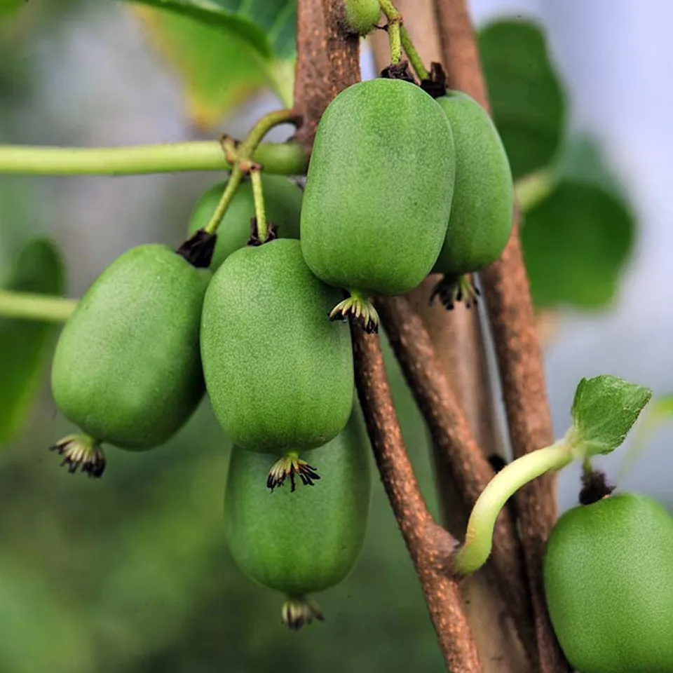 Bakker Vitikiwi Kiwaï autofertile fruitier pot 1,5 L 20-60 cm