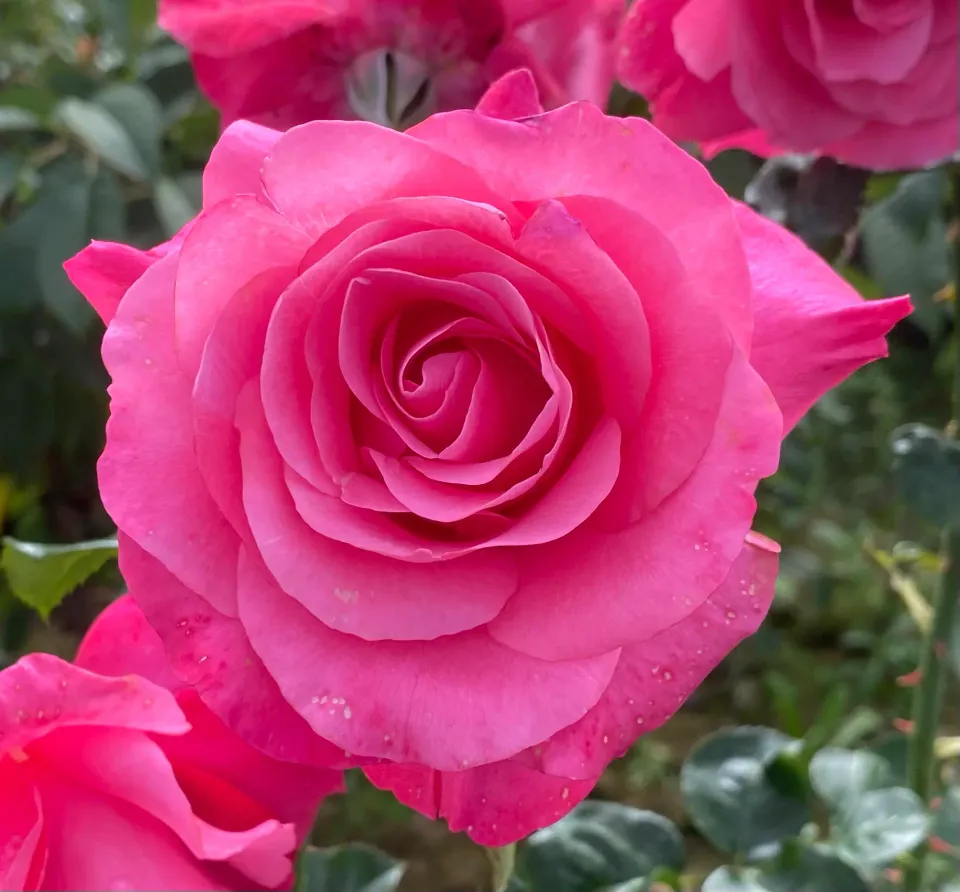 Michel Adam Ville de Liffré rosier rose fuchsia
