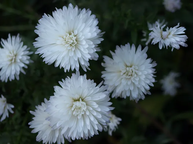 Passion Vivaces Aster Diana vivace godet blanc pur triple