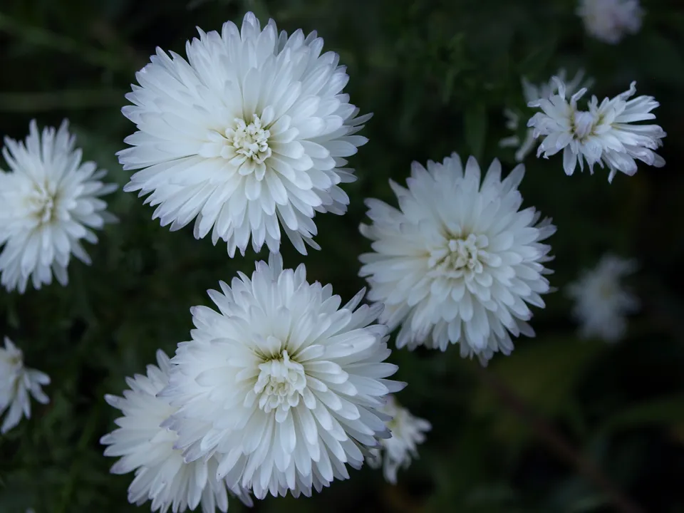 Passion Vivaces Aster Diana vivace godet blanc pur triple