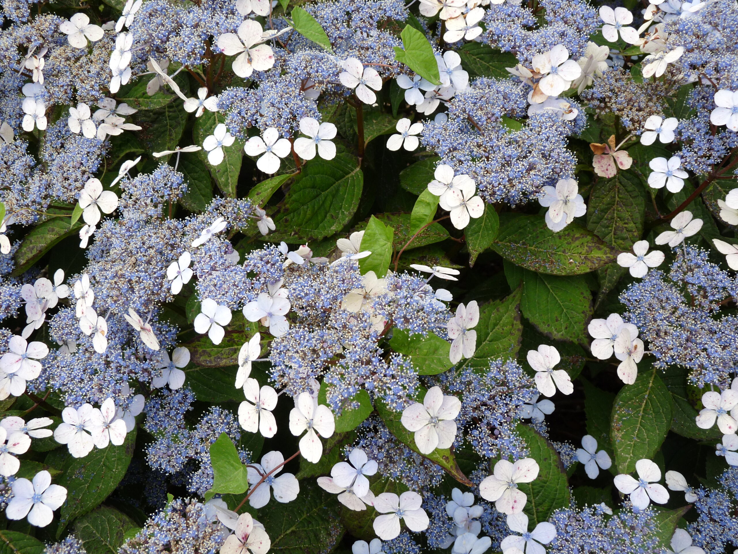 Les Hortensias du Haut Bois Japonica Coerulea hortensia serrata