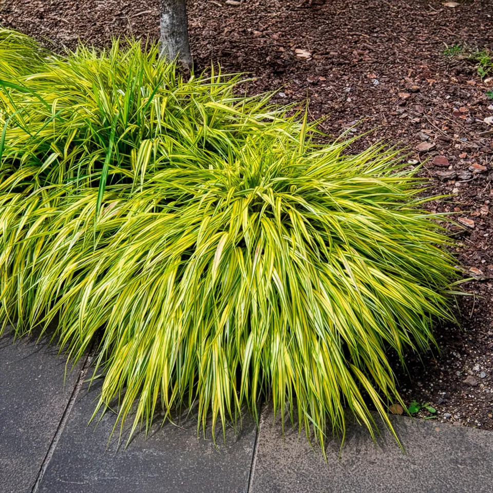 Bakker Plantes d'extérieur Herbe du Japon Aureola graminée pot 9cm