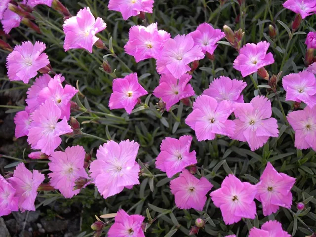 Passion Vivaces Dianthus Eydangeri œillet vivace parfumé