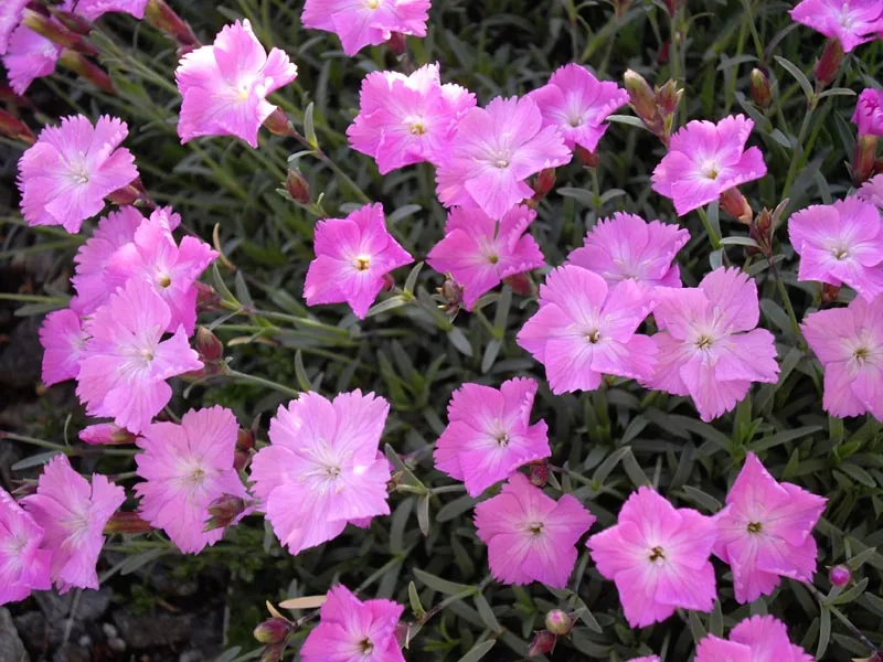 Passion Vivaces Dianthus Eydangeri œillet vivace parfumé