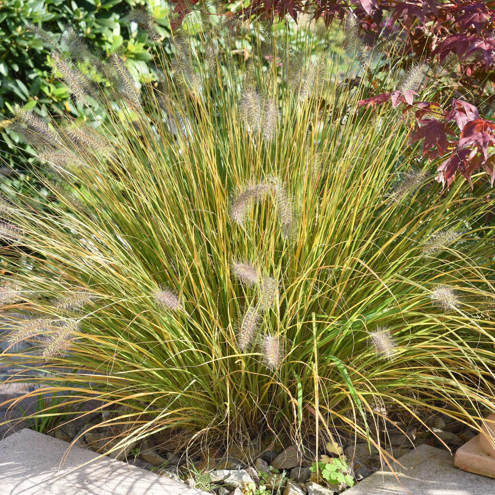 Bakker Pennisetum Herbe aux écouvillons graminée pot 9cm