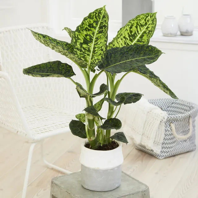 Bakker Intérieur Dieffenbachia Reflector plante verte pot 17 cm