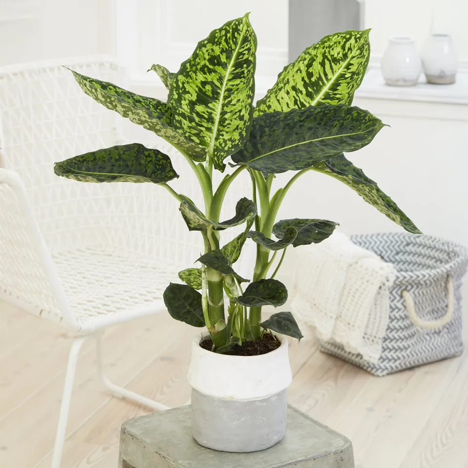 Bakker Intérieur Dieffenbachia Reflector plante verte pot 17 cm