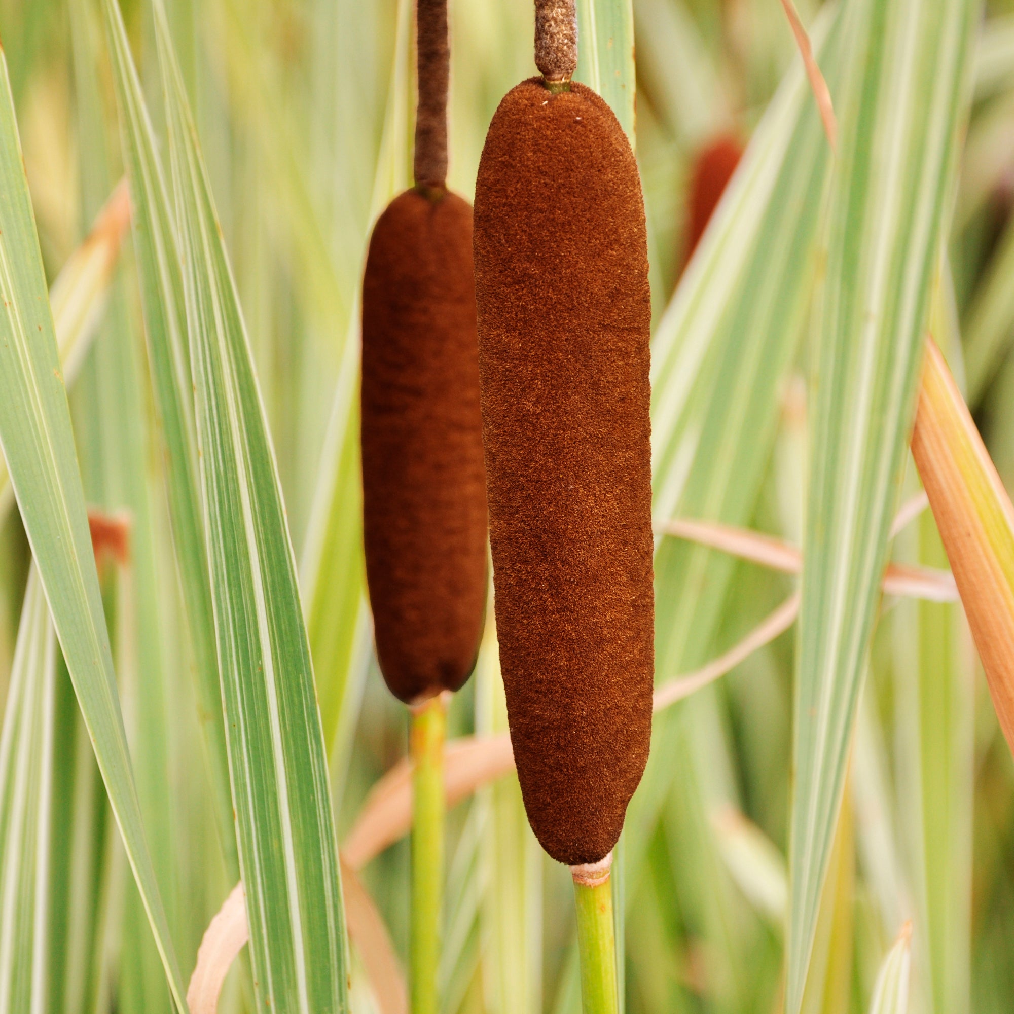 Bakker Typha Variegata massette pot 8cm panachée