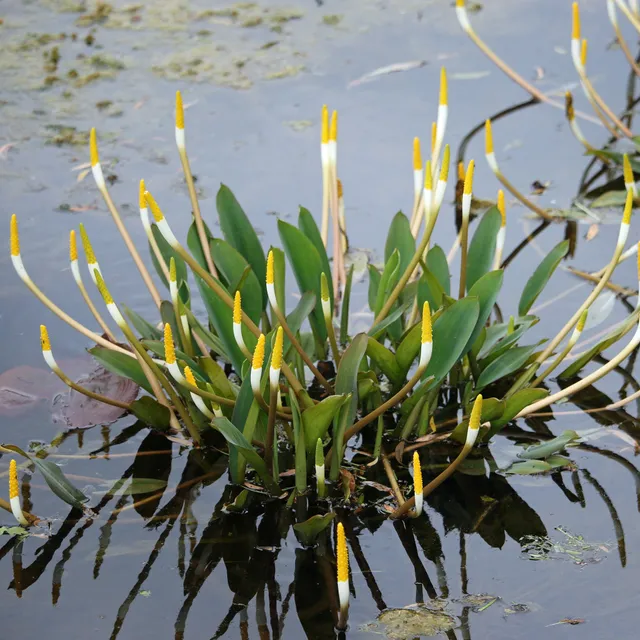Bakker Plante bougie aquatique pot 9cm fleurs jaunes