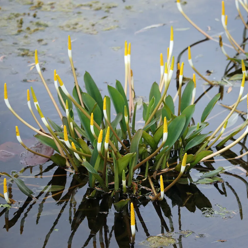 Bakker Plante bougie aquatique pot 9cm fleurs jaunes