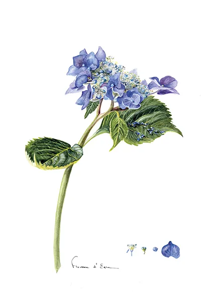 10 cartes postales botaniques A6 jardins fleurs