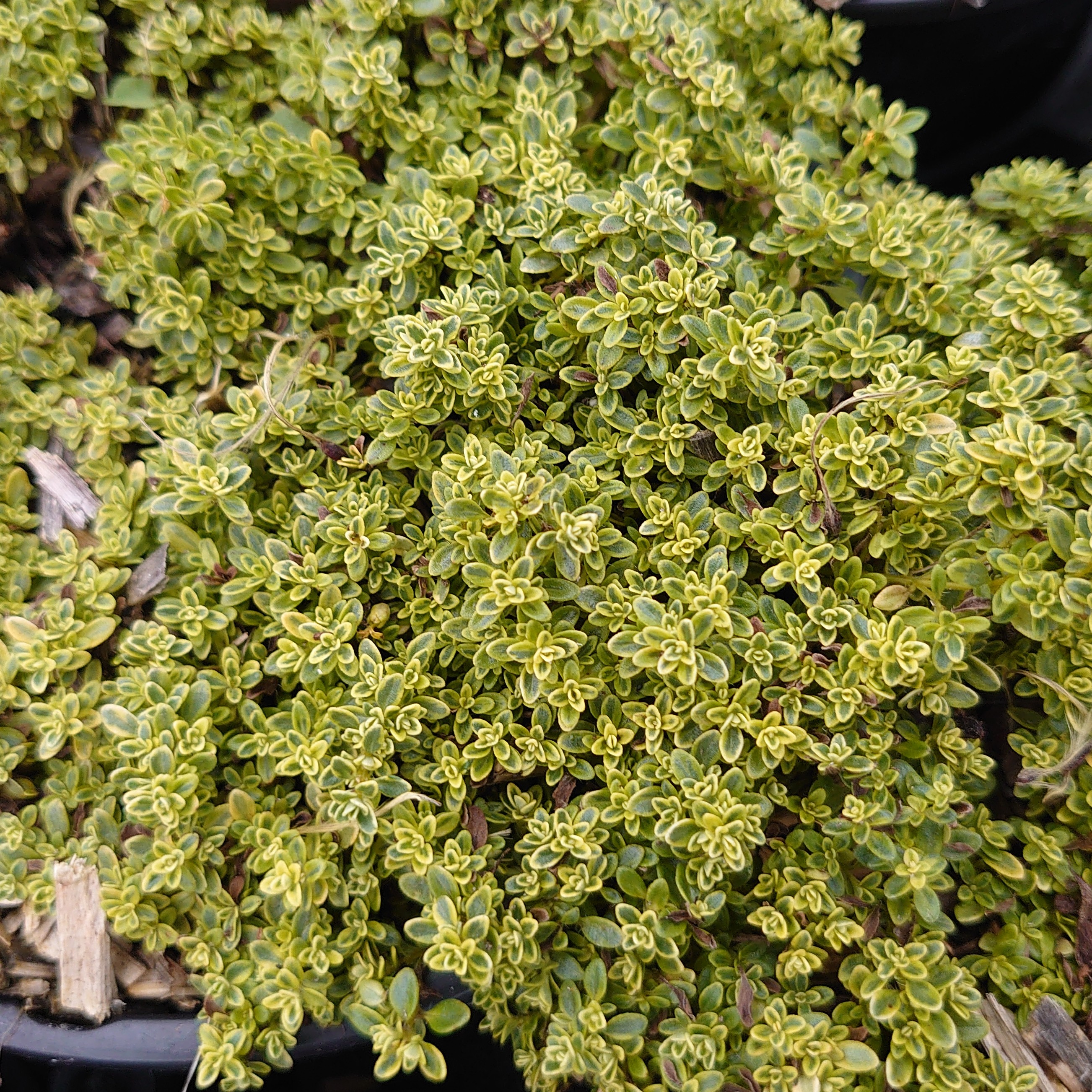 Passion Vivaces THYMUS Highland Cream thym tapissant godet panaché