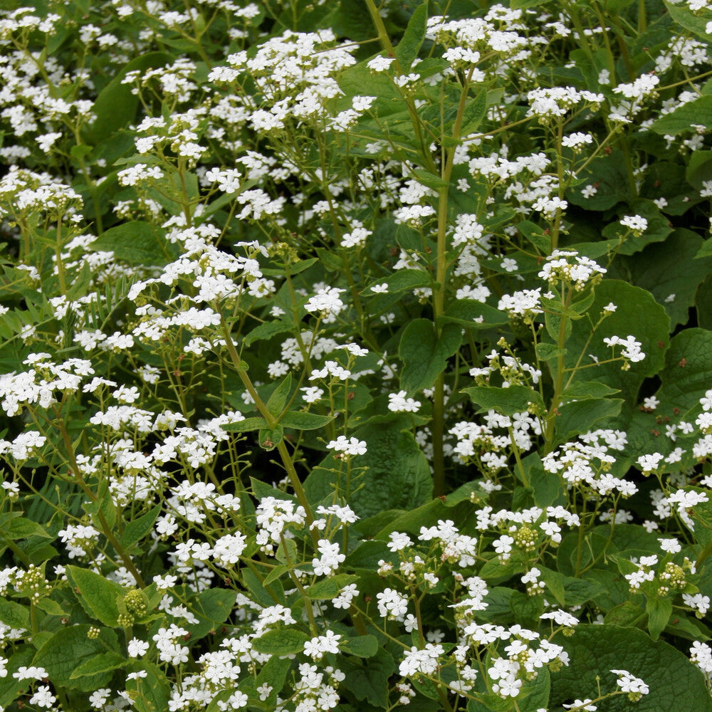 Bakker Myosotis Betty Bowring vivace pot 9cm fleurs blanches