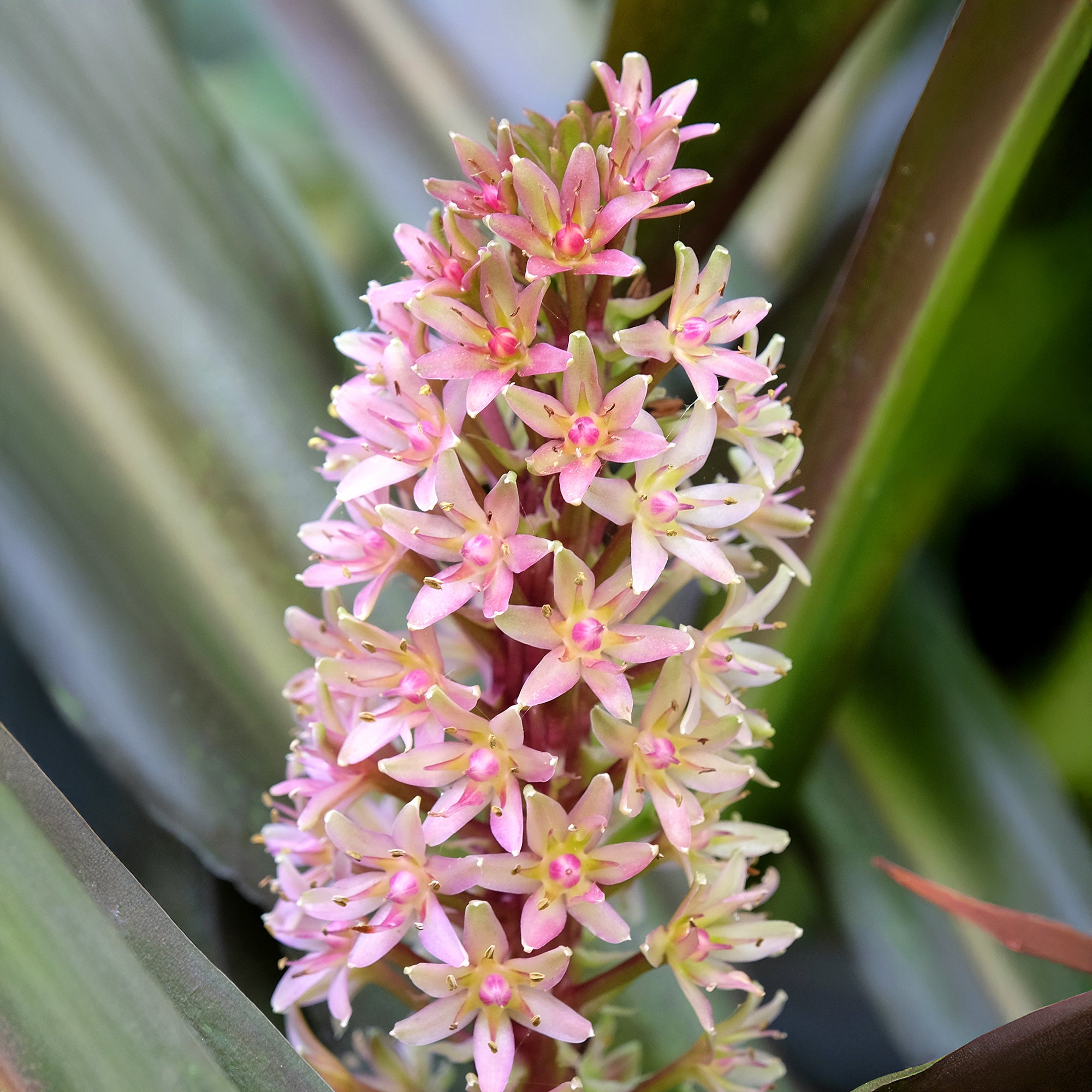 Bakker Eucomis Sparkling Burgundy bulbe 1 feuillage pourpre