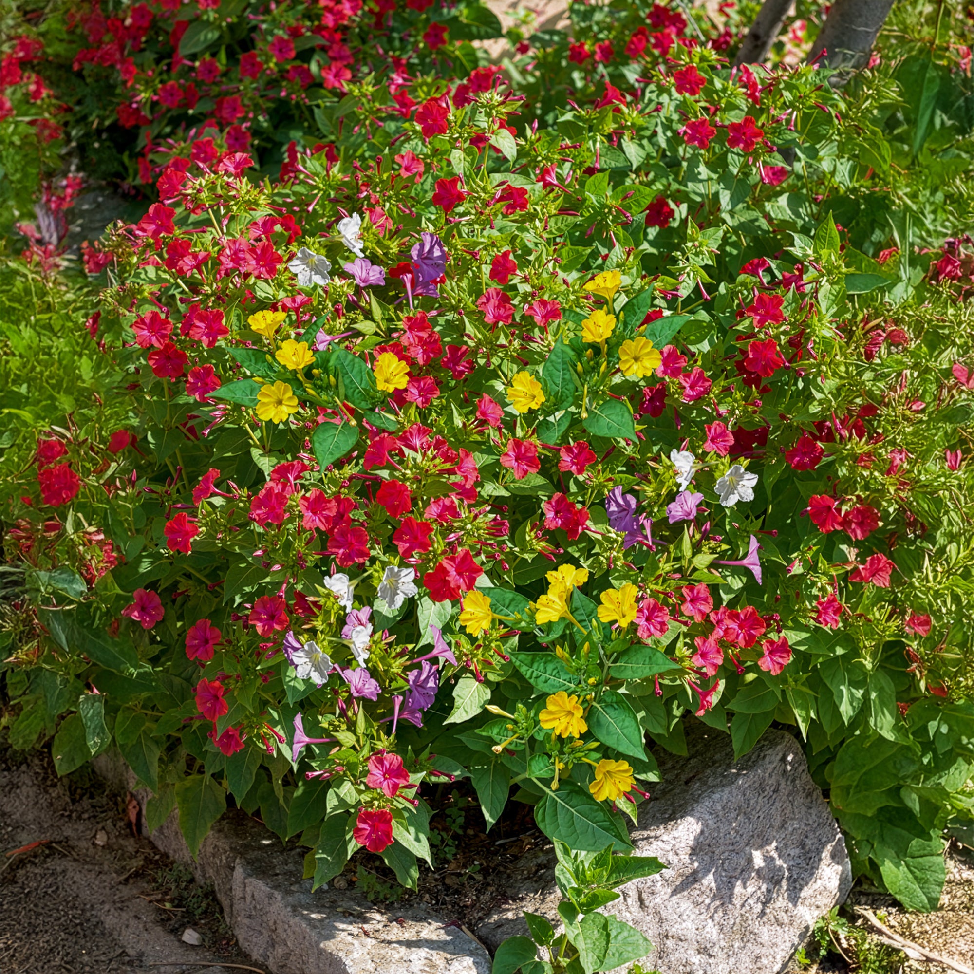 Bakker Mirabilis jalapa belle-de-nuit mélange 6 racines