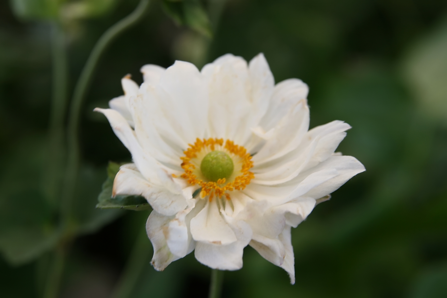 Passion Vivaces Anemone anémone vivace godet couvre-sol