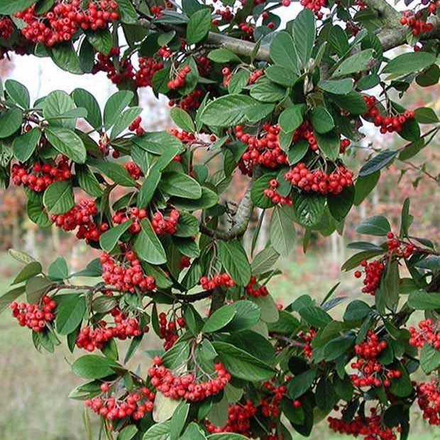 Bakker Cotoneaster Lacteus arbuste persistant pot 8cm haie baies