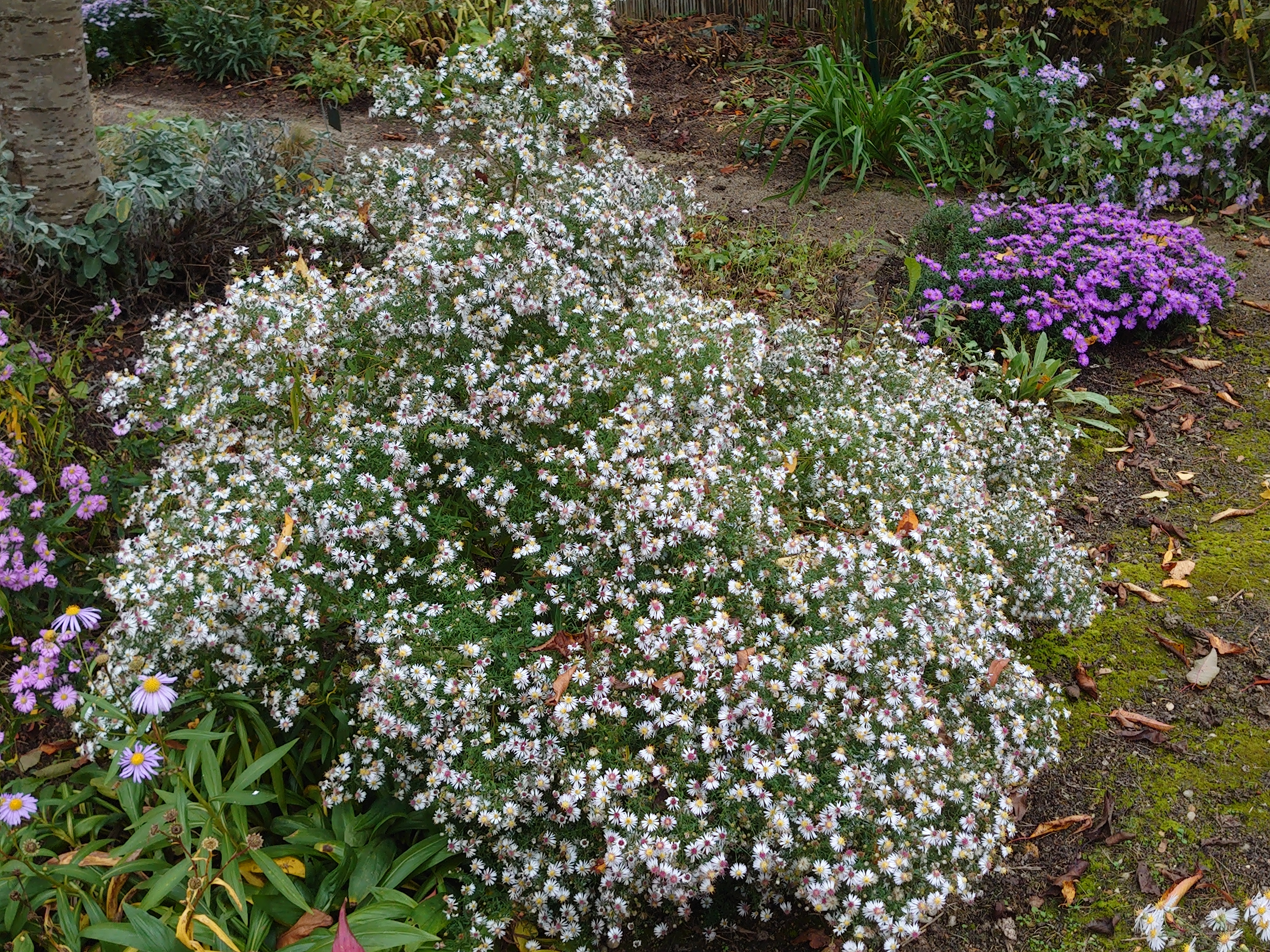 Passion Vivaces Aster lateriflorus Valentin vivace godet blanche