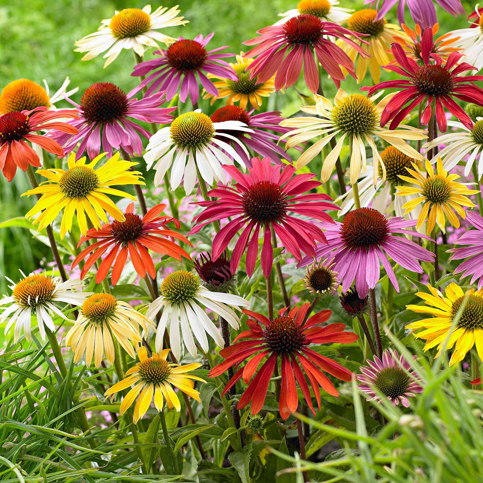 Bakker Rudbeckias mélange plante vivace lot 10 racines nues