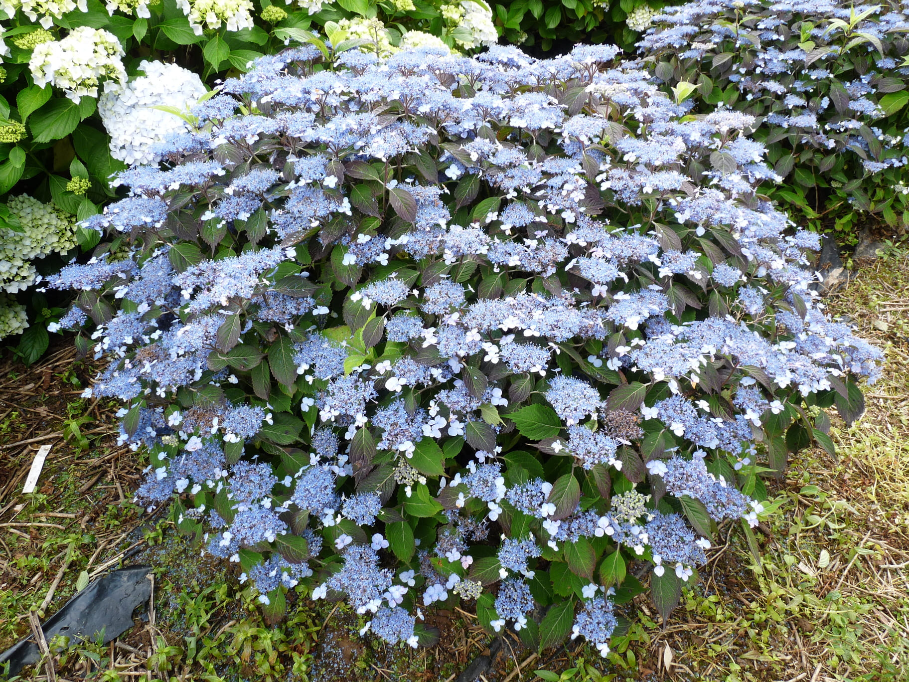 Les Hortensias du Haut Bois Woodlander hortensia serrata godet