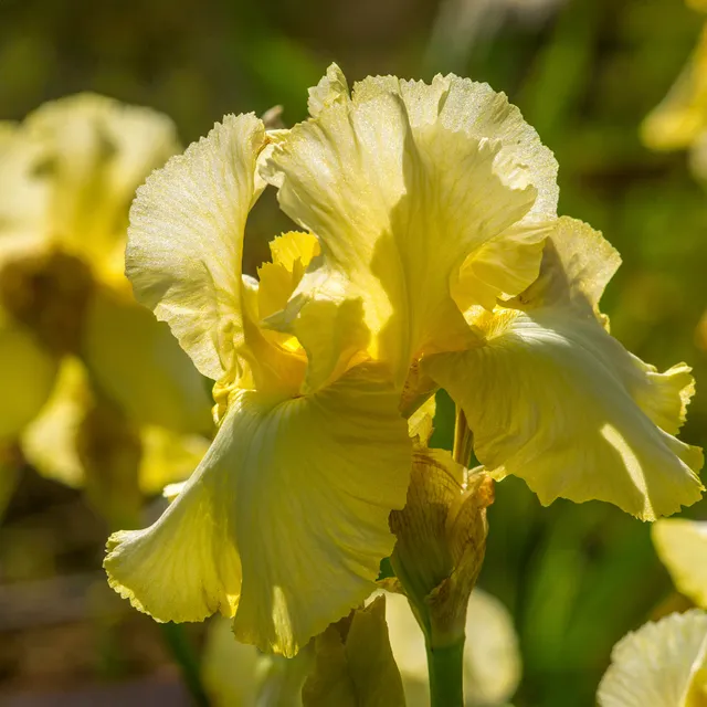 Bakker Iris Sangreal iris de jardin jaune lot de 2